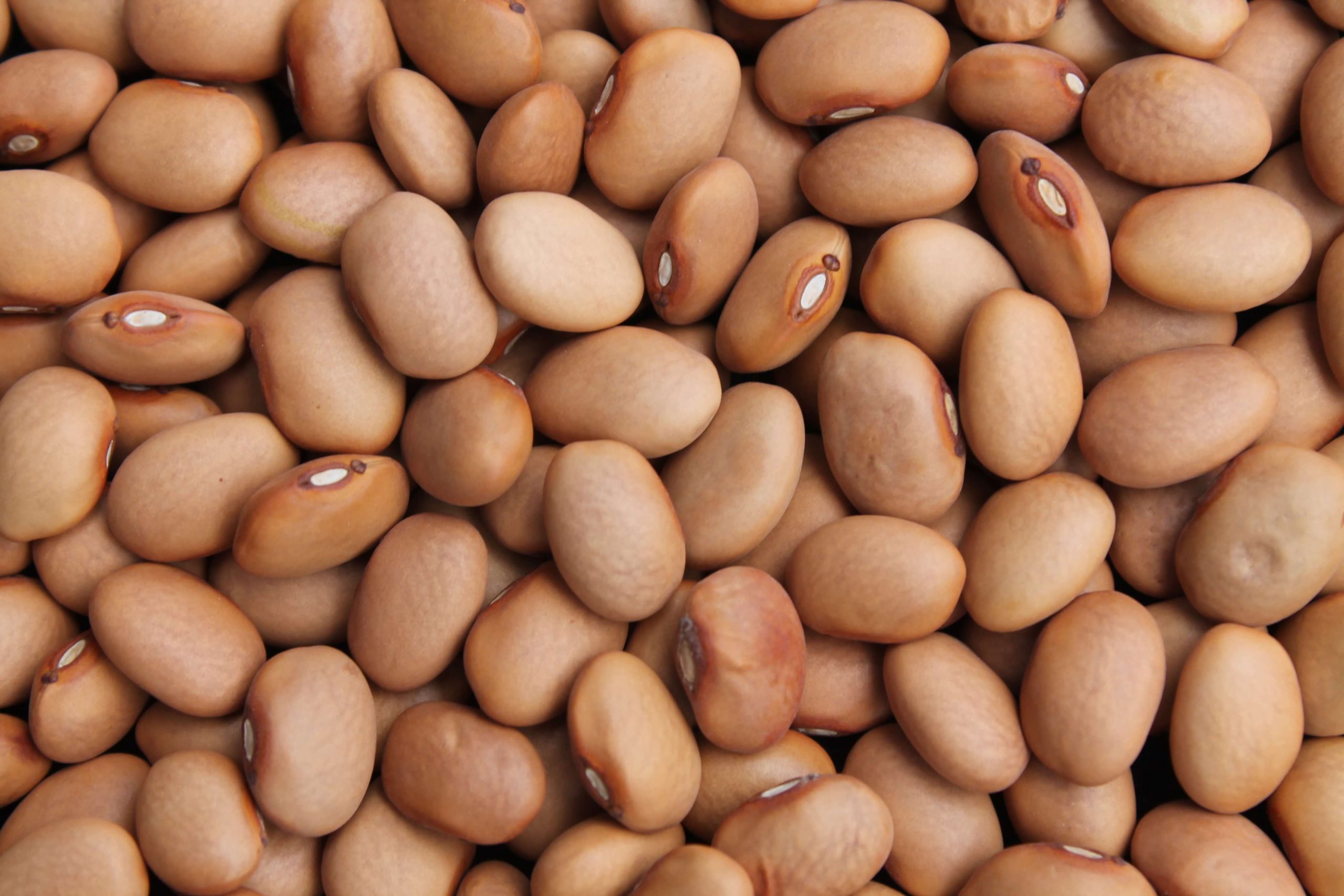 cream light brown bean