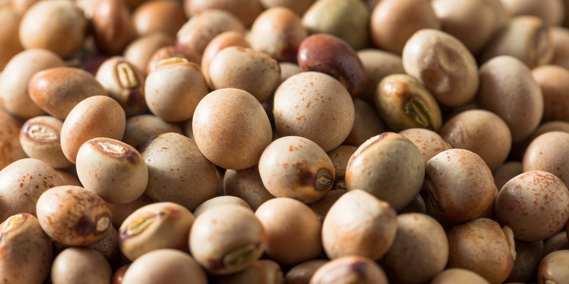 pigion pea