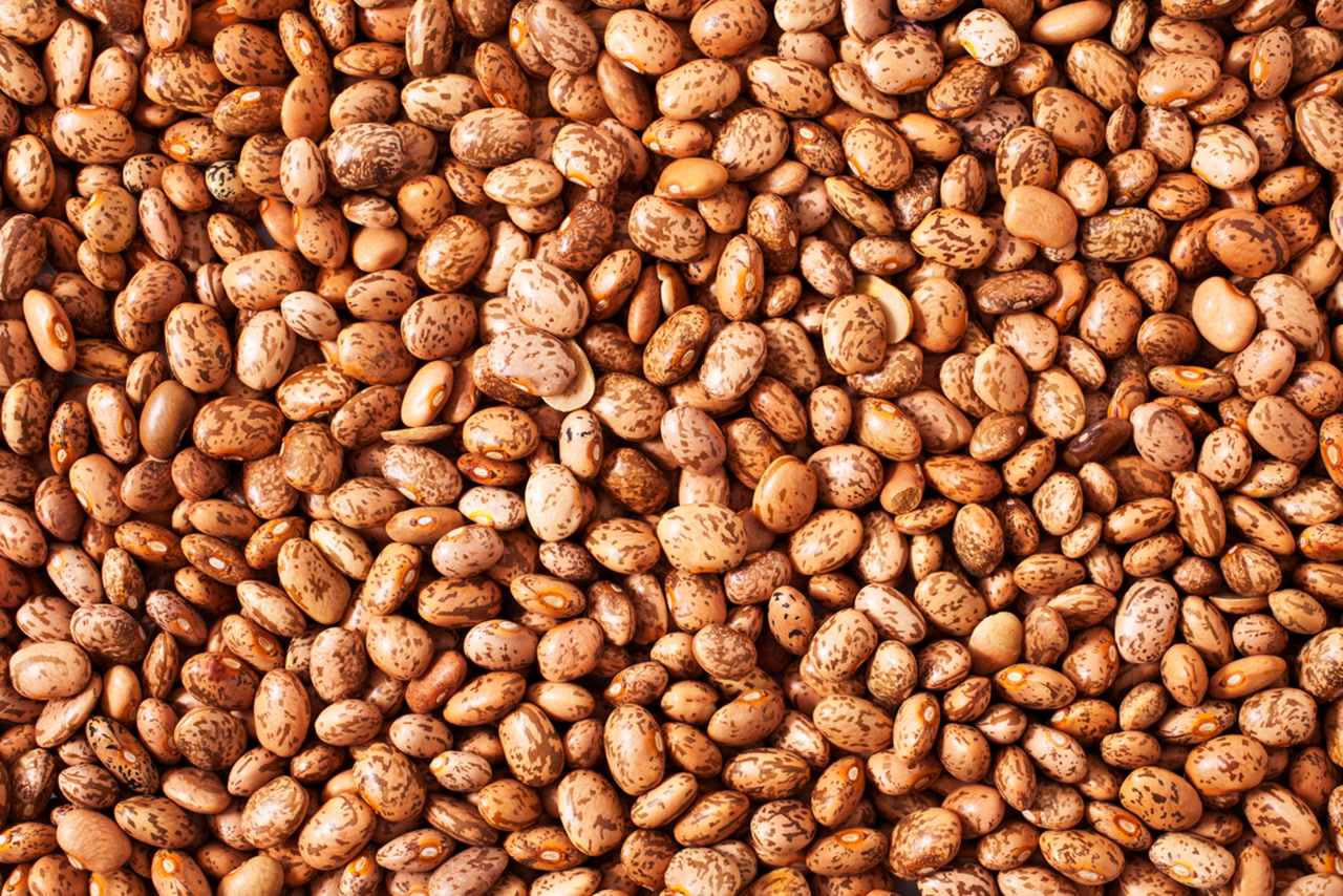 pinto bean