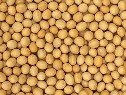 soya bean