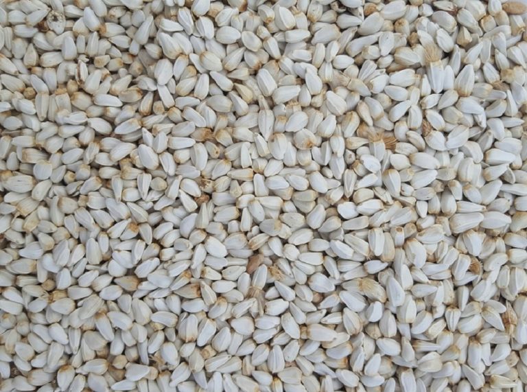 welega sesame